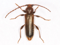 Phymatodes testaceus